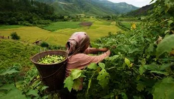 Agriculture and Allied