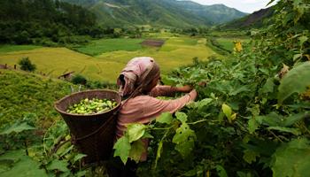 Agriculture