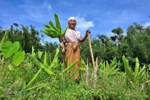 Upscaling the cultivation, post-harvest management processin