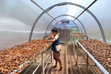 Upscaling the cultivation, post-harvest management processin
