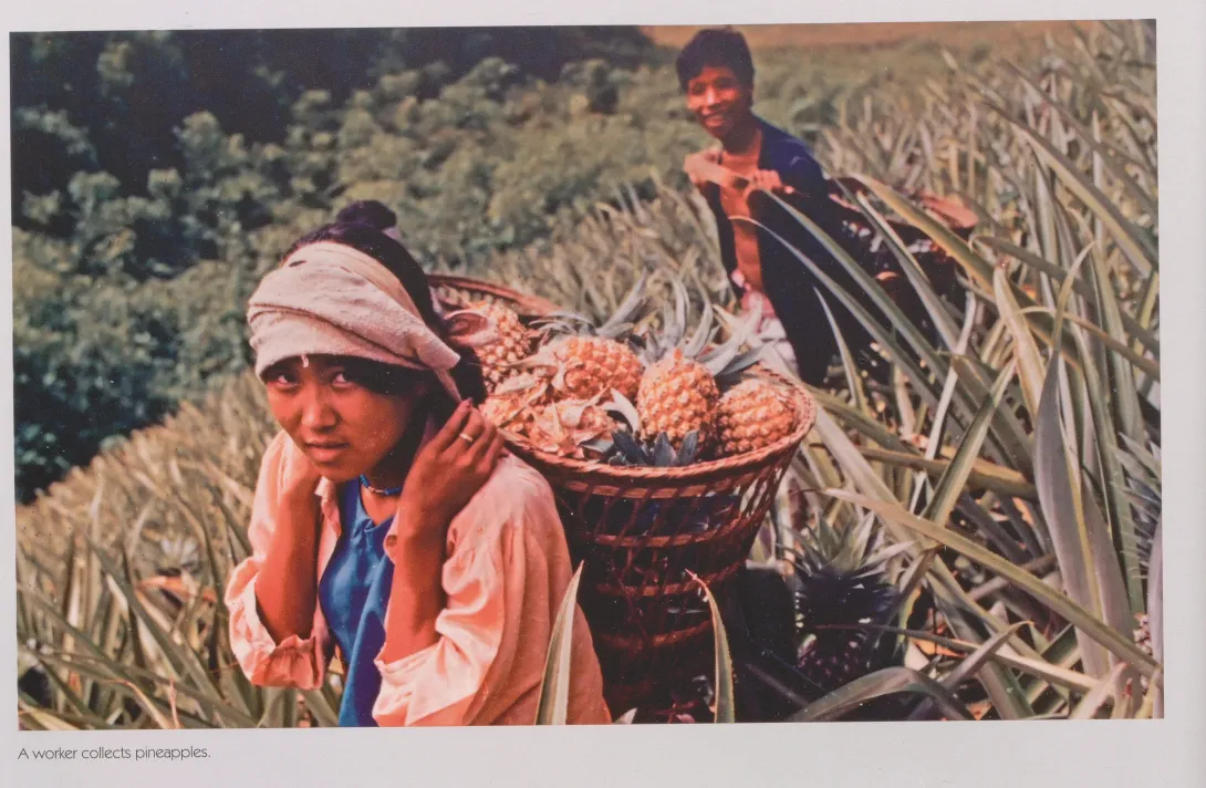 A worker collects pineapples