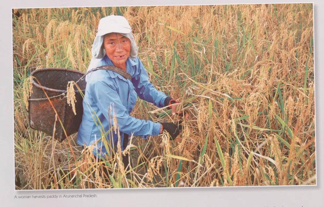 A woman harvests paddy in AP