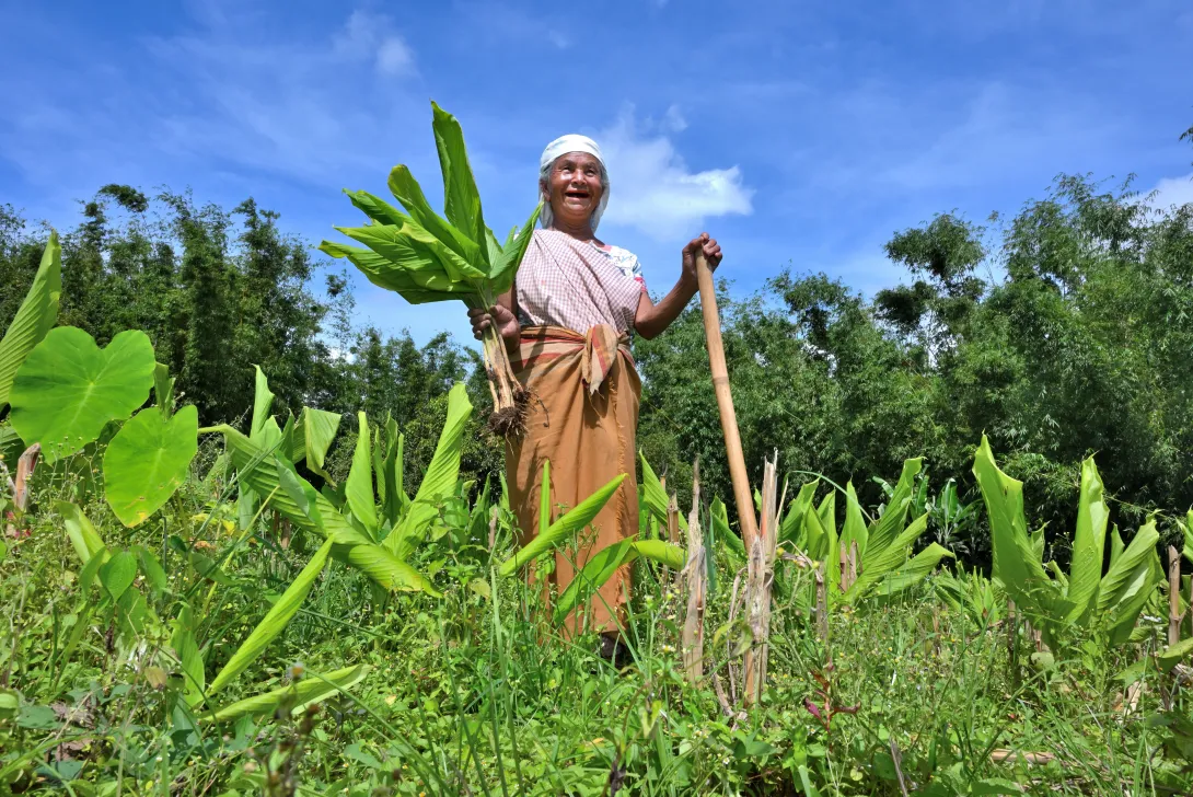 Upscaling the cultivation, post-harvest management processin