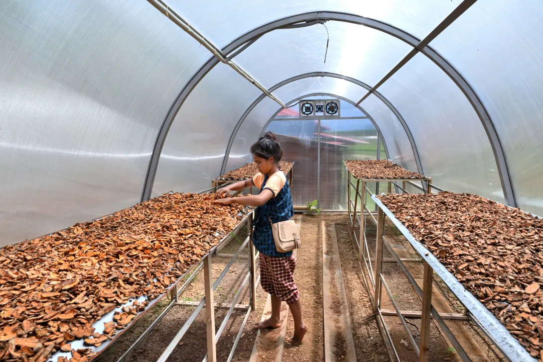 Upscaling the cultivation, post-harvest management processin